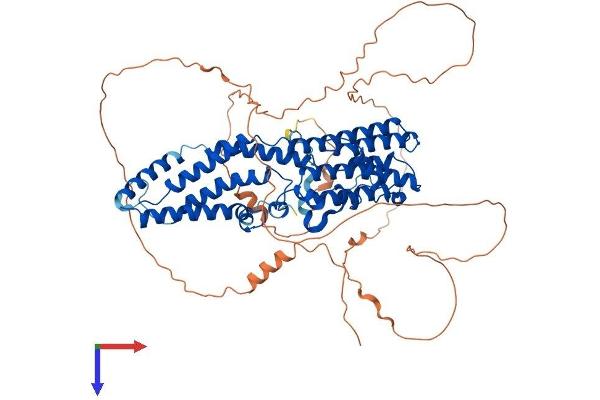 Bestrophin 3 Protein (BEST3) (AA 1-668) (His tag)