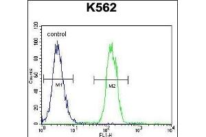 TMEM151B Antibody (N-term) (ABIN655193 and ABIN2844809) flow cytometric analysis of K562 cells (right histogram) compared to a negative control cell (left histogram). (TMEM151B Antikörper  (N-Term))