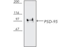 Western blot analysis of bovine brain tissue extract, probed with PSD-95 mAb (6G6-1C9). (DLG4 Antikörper)