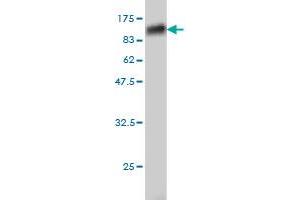Western Blotting (WB) image for anti-XPA Binding Protein 2 (XAB2) (AA 1-855) antibody (ABIN566061)