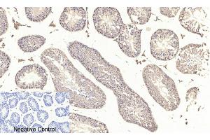 Immunohistochemical analysis of paraffin-embedded mouse testis tissue.