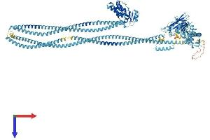 SMC3 Protein (AA 1-1217) (His tag)