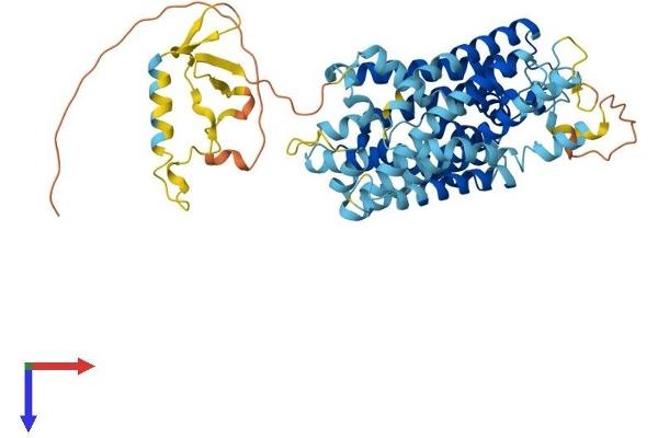 SLC38A9 Protein (AA 1-561) (His tag)