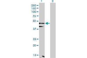 Western Blot analysis of FLOT1 expression in transfected 293T cell line by FLOT1 MaxPab polyclonal antibody. (Flotillin 1 Antikörper  (AA 1-427))