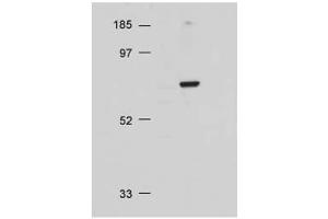 Western Blot of Rabbit Anti-AKT antibody. (AKT1 Antikörper  (C-Term))