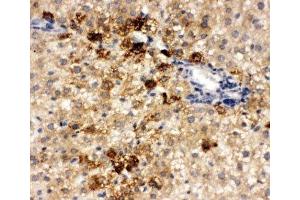 IHC-P testing of rat liver tissue (ONECUT1 Antikörper  (N-Term))