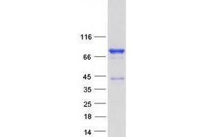 NUMBL Protein (Myc-DYKDDDDK Tag)