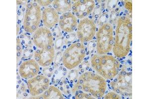 Immunohistochemistry of paraffin-embedded Mouse kidney using ACP1 Polyclonal Antibody at dilution of 1:100 (40x lens). (ACP1 Antikörper)