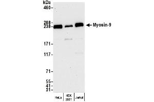 Western Blotting (WB) image for anti-Myosin 9 (MYH9) (AA 1900-1950) antibody (ABIN7450474) (Myosin 9 Antikörper  (AA 1900-1950))