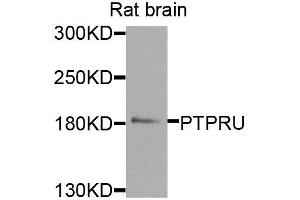 Western blot analysis of extracts of rat brain, using PTPRU antibody (ABIN5974930) at 1/1000 dilution. (PTPRU Antikörper)