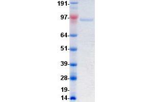 Validation with Western Blot (PTK7 Protein (DYKDDDDK-His Tag))