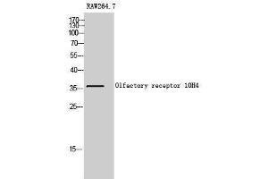 Western Blotting (WB) image for anti-Olfactory Receptor, Family 10, Subfamily H, Member 4 (OR10H4) (Internal Region) antibody (ABIN3176467) (OR10H4 Antikörper  (Internal Region))