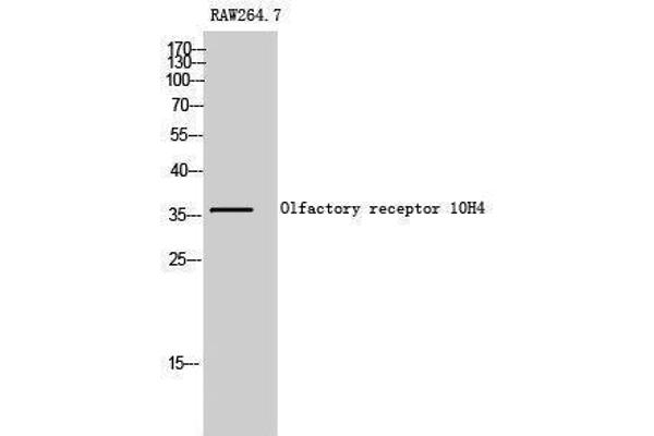 OR10H4 Antikörper  (Internal Region)