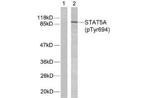 Western blot analysis of extracts from HeLa cells using STAT5A (phospho-Tyr694) antibody (E011048). (STAT5A Antikörper  (pTyr694))