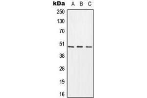 Western blot analysis of CHST1 expression in A549 (A), Raw264. (CHST1 Antikörper  (Center))