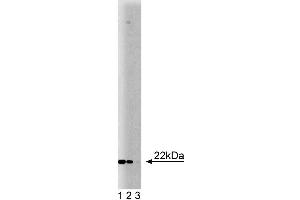 Western blot analysis of Ninjurin on HepG2 lysate. (NINJ1 Antikörper  (AA 1-152))