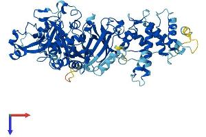 Calpain 8 Protein (CAPN8) (AA 1-703) (His tag)