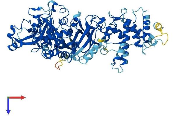 Calpain 8 Protein (CAPN8) (AA 1-703) (His tag)