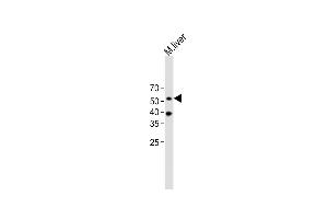 beta Arrestin 1 Antikörper  (C-Term)