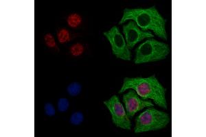 ABIN7094786 and ABIN7098837 staining Hela cells by IF/ICC. (TFAP4 Antikörper  (C-Term))