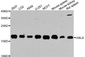 Western blot analysis of extracts of various cell lines, using UBE2I antibody. (UBE2I Antikörper)