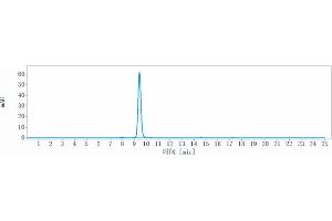 The purity of Anti-DCBLD2 / ESDN Reference Antibody (FA19-1) is more than 95 % , determined by SEC-HPLC. (Rekombinanter DCBLD2 Antikörper)
