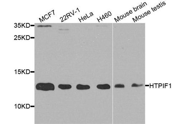 ATPase Inhibitory Factor 1 Antikörper  (AA 26-106)