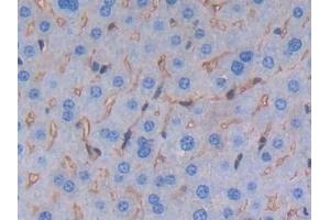 Detection of ALB in Mouse Liver Tissue using Polyclonal Antibody to Albumin (ALB) (Albumin Antikörper)