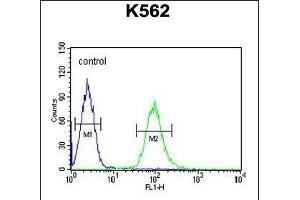 KATL1 Antibody (N-term) (ABIN654187 and ABIN2844038) flow cytometric analysis of K562 cells (right histogram) compared to a negative control cell (left histogram).