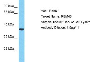 Host: Rabbit Target Name: RBM43 Sample Type: HepG2 Whole Cell lysates Antibody Dilution: 1. (RBM43 Antikörper  (N-Term))
