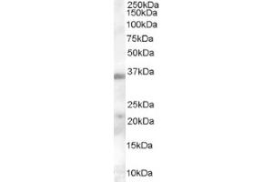 Image no. 1 for anti-Hepatitis A Virus Cellular Receptor 2 (TIM 3) (Internal Region) antibody (ABIN374646) (TIM3 Antikörper  (Internal Region))