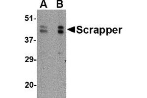 Western Blotting (WB) image for anti-F-Box and Leucine-Rich Repeat Protein 20 (FBXL20) (C-Term) antibody (ABIN1030647) (FBXL20 Antikörper  (C-Term))