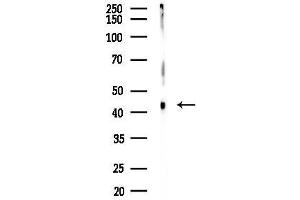 Western blot analysis of lysates from 293 cells(LPS 4h treatment), using Phospho-p53 (Ser33) Antibody at 1/1000 dilution.