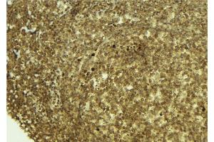 ABIN6273374 at 1/100 staining Mouse pancreas tissue by IHC-P. (PSPC1 Antikörper  (C-Term))