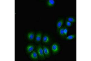 Immunofluorescent analysis of A549 cells using ABIN7153339 at dilution of 1:100 and Alexa Fluor 488-congugated AffiniPure Goat Anti-Rabbit IgG(H+L) (GPR3 Antikörper  (AA 300-330))