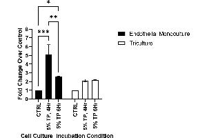 CLDN5 protein expression following a 4- or 6-hour incubation with 5% plasma from severely injured patients. (Claudin 5 ELISA Kit)