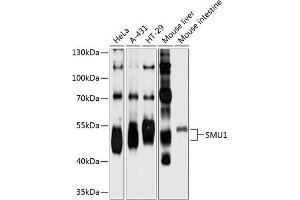 Western blot analysis of extracts of various cell lines, using SMU1 antibody  at 1:1000 dilution.