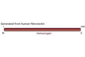 Image no. 3 for anti-Fibronectin antibody (ABIN967729) (Fibronectin Antikörper)