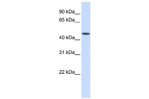 Western Blotting (WB) image for anti-Jumonji Domain Containing 5 (JMJD5) antibody (ABIN2460019) (JMJD5 Antikörper)