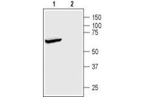 Western blot analysis of rat brain membranes: - 1. (KCNK2 Antikörper  (Intracellular))