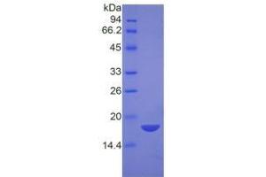 SDS-PAGE of Protein Standard from the Kit (Highly purified E. (NPM1 ELISA Kit)