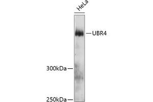 Western blot analysis of extracts of HeLa cells, using UBR4 antibody (ABIN6132109, ABIN6149861, ABIN6149862 and ABIN6215787) at 1:3000 dilution. (UBR4 Antikörper  (AA 4884-5183))