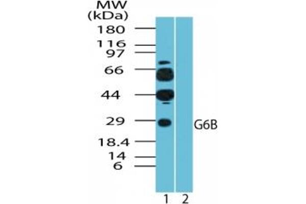 C6orf25 抗体  (AA 1-50)