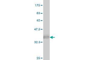 Western Blotting (WB) image for anti-Dual Specificity Phosphatase 5 (DUSP5) (AA 286-384) antibody (ABIN560666)