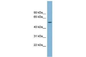 WB Suggested Anti-CHST1 Antibody Titration: 0. (CHST1 Antikörper  (Middle Region))