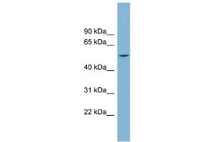 WB Suggested Anti-CHST1 Antibody Titration: 0.