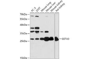 Western blot analysis of extracts of various cell lines, using GST antibody (ABIN7267440) at 1:1000 dilution. (GSTA3 Antikörper  (AA 1-222))