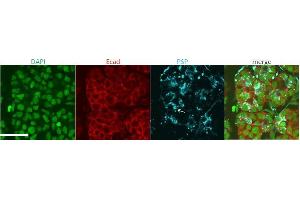 ABIN768610 (4ug/ml) staining of Mouse Submanidbular gland cells (in blue). (BPIFA2 Antikörper  (AA 146-160))
