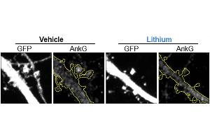 Representative maximal projection of a confocal image of endogenous AnkG (cat. (Ankyrin G Antikörper)