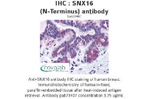 Image no. 1 for anti-Sorting Nexin 16 (SNX16) (N-Term) antibody (ABIN1739488) (SNX16 Antikörper  (N-Term))